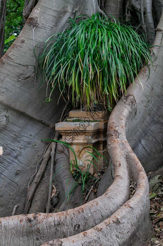 Radici del Ficus magnolioide che inglobano vasi all'Orto Botanico di Palermo, Sicilia