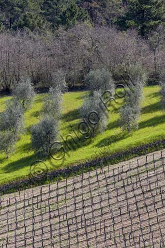 Panorama di Gaiole in Chianti con vigneti e ulivi sotto la Rocca di Castagnoli in Toscana