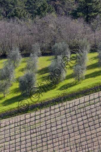 Panoramic view of Gaiole in Chianti countryside with vineyards and olive trees near Rocca di Castagnoli in Tuscany