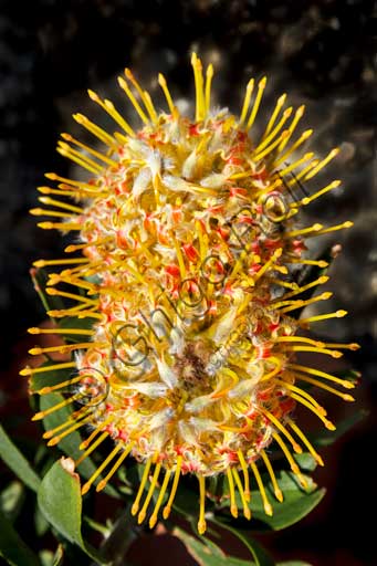 Protea in fiore sulla Terrazza delle Protee, Giardino Botanico dell'Isola Madre, Isole Borromee