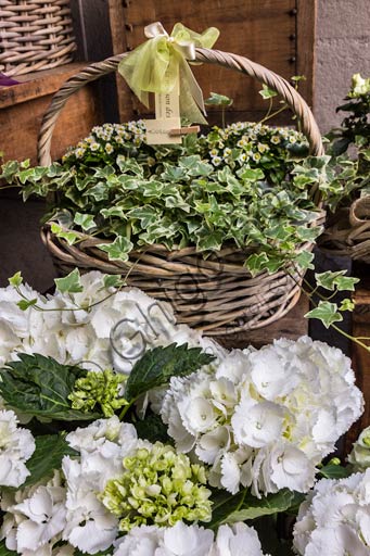 Plant baskets with white flowers.