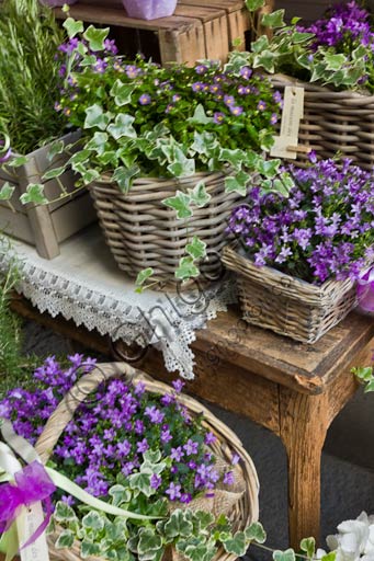 Plant baskets with violet flowers.