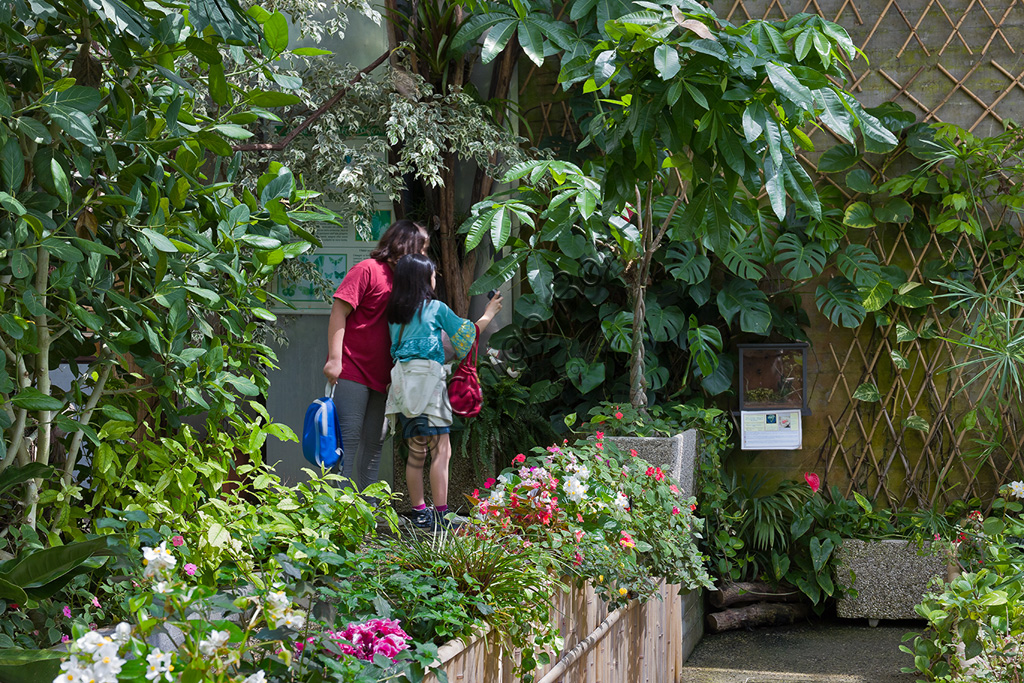Collodi, Vilal Garzoni, the Butterfly House: visitors (mother with child) observing some butterflies.