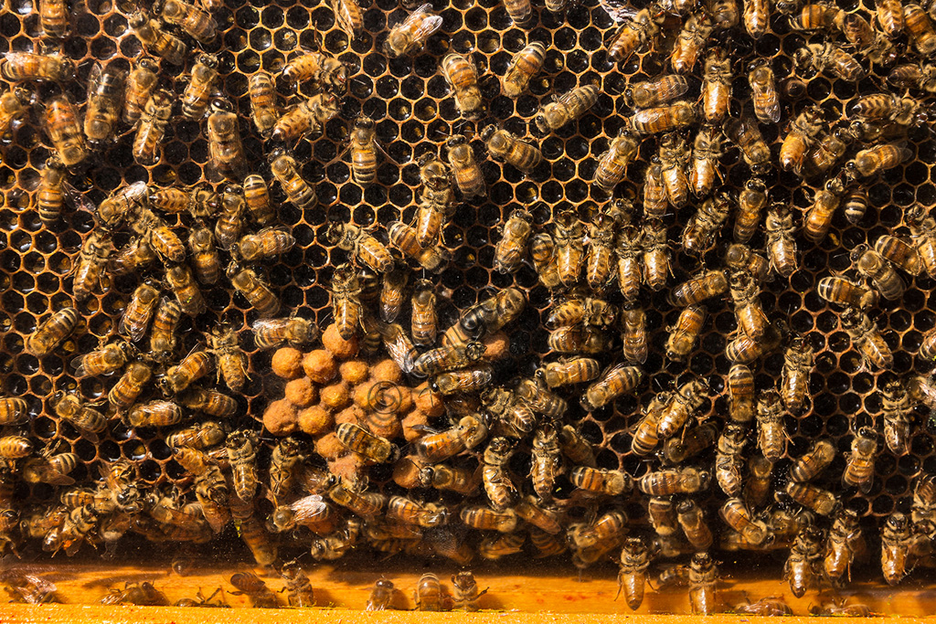 Collodi, Villa Garzoni, the Butterfly House: beehive.