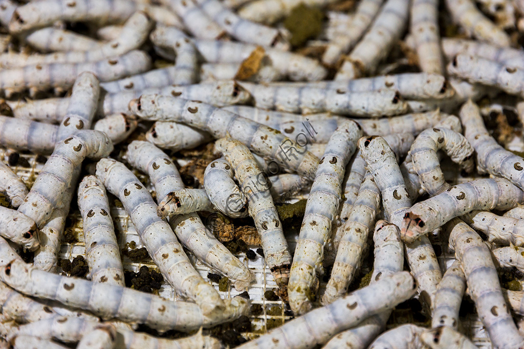 Collodi, Villa Garzoni, the Butterfly House: silkworms (Bombyx mori).