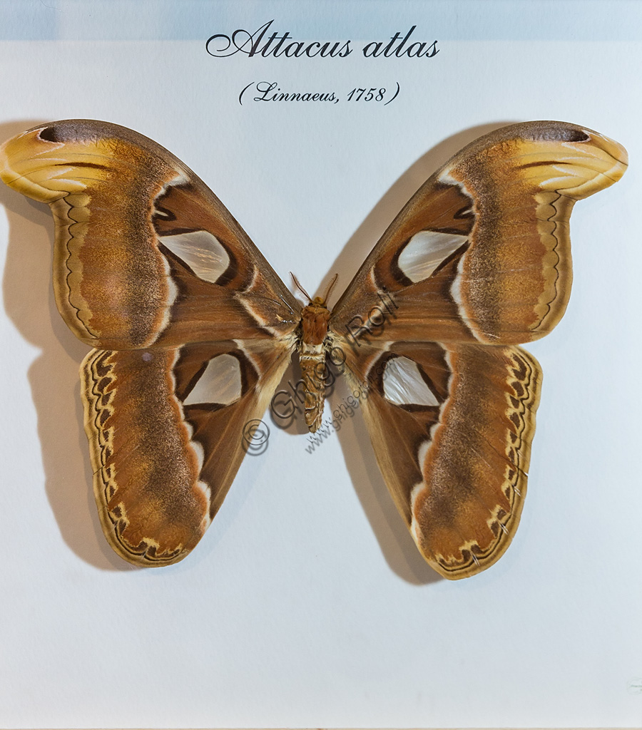 Collodi, Villa Garzoni, the Butterfly House: butterfly Attacus atlas.