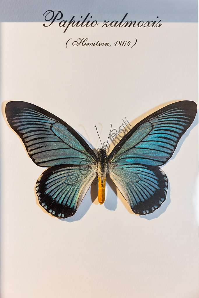 Collodi, Villa Garzoni, the Butterfly House: one butterfly Papilio zalmoxis.