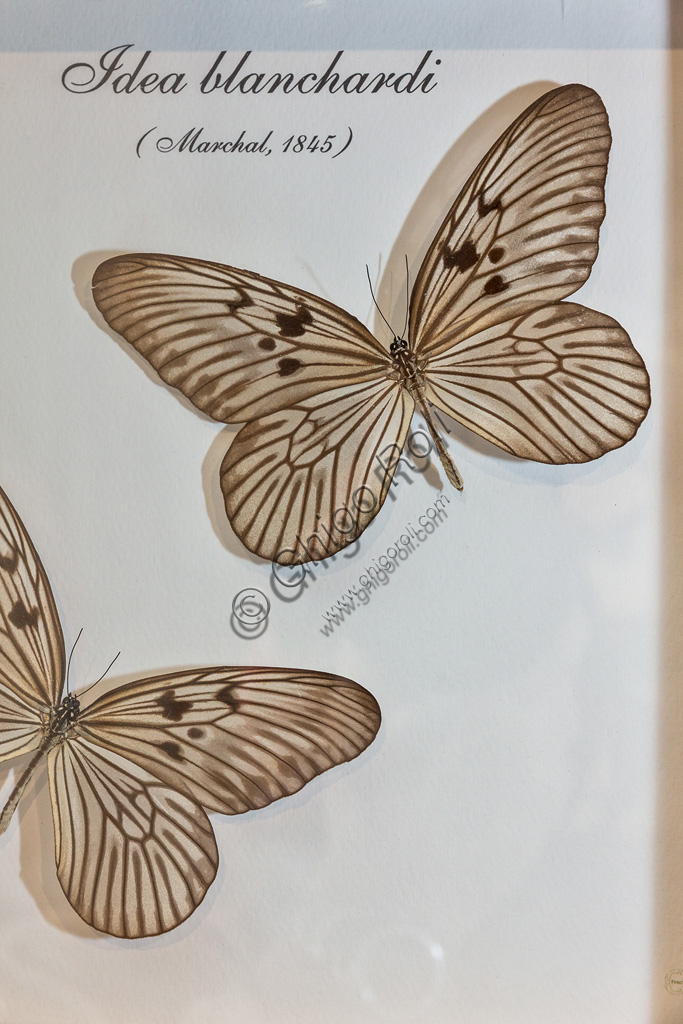 Collodi, Villa Garzoni, the Butterfly House: butterflies  Idea blanchardi.