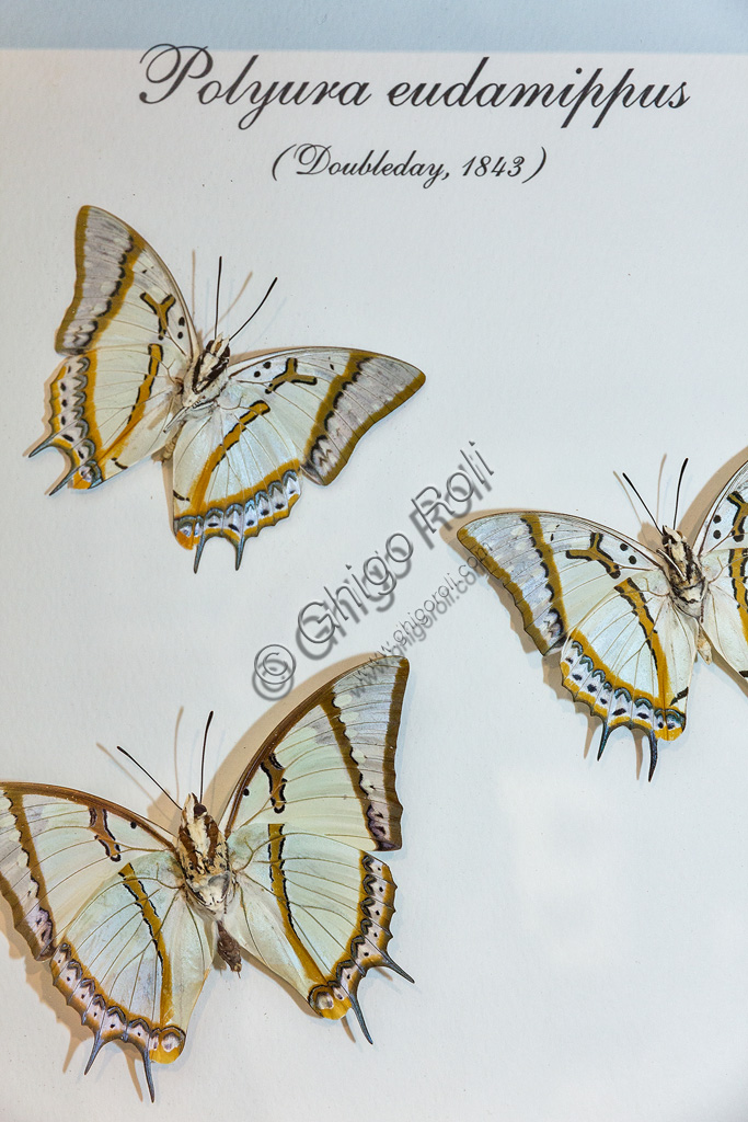 Collodi, Villa Garzoni, the Butterfly House: butterflies  Polyura eudamippus.