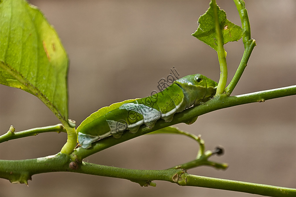 Collodi, Villa Garzoni, the Butterfly House: a caterpillar.