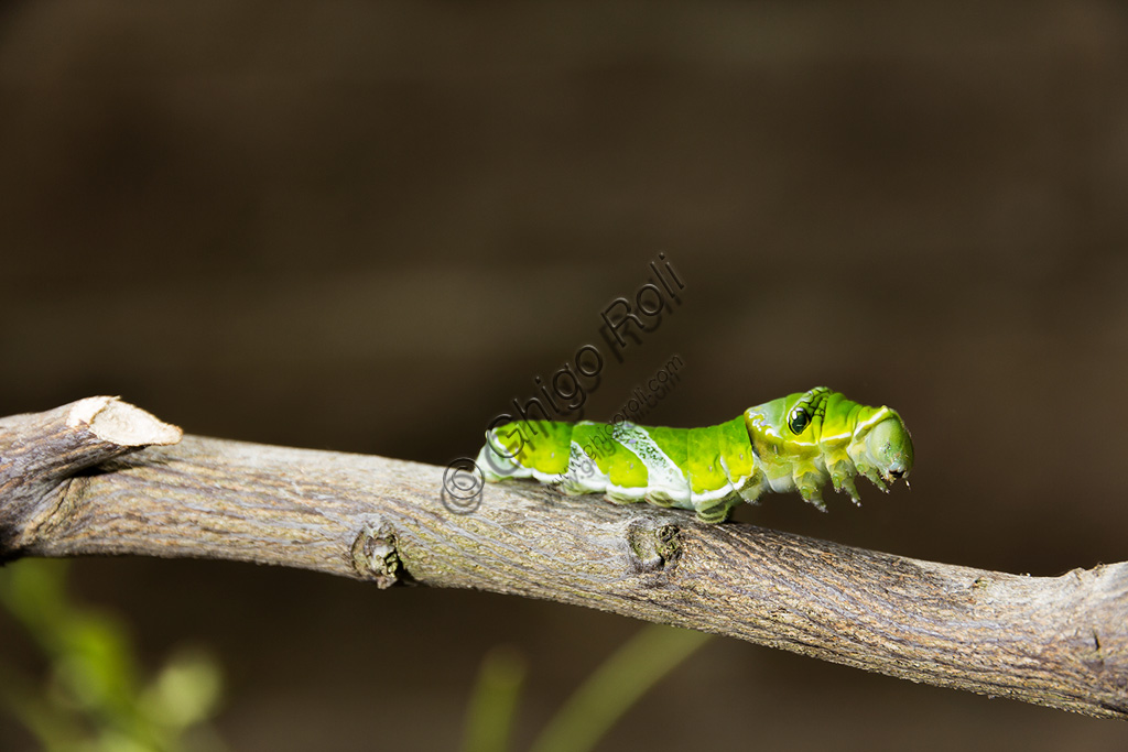 Collodi, Villa Garzoni, the Butterfly House: a caterpillar.