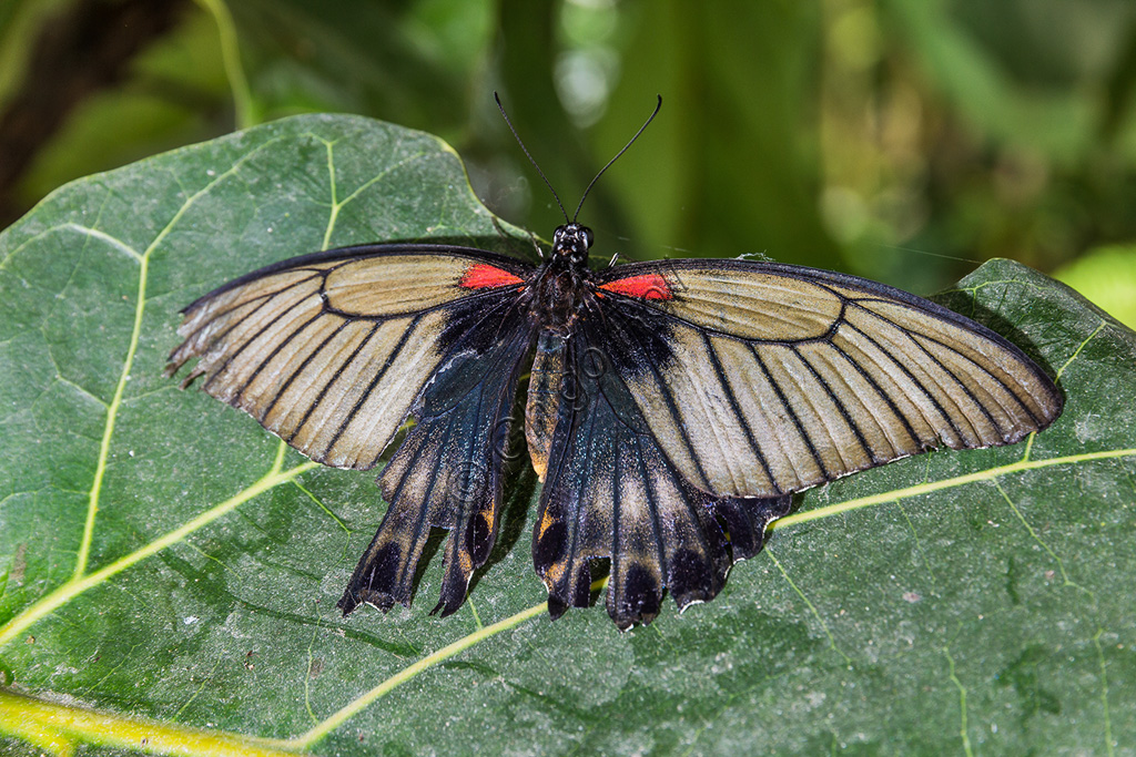 Collodi, Villa Garzoni, the Butterfly House: one butterfly.