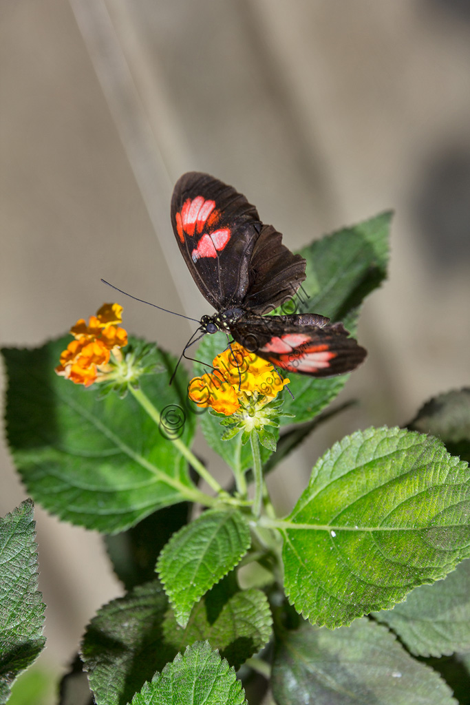 Collodi, Villa Garzoni, the Butterfly House: one butterfly.