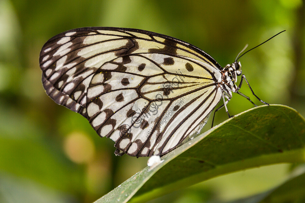 Collodi, Villa Garzoni, the Butterfly House: one butterfly.