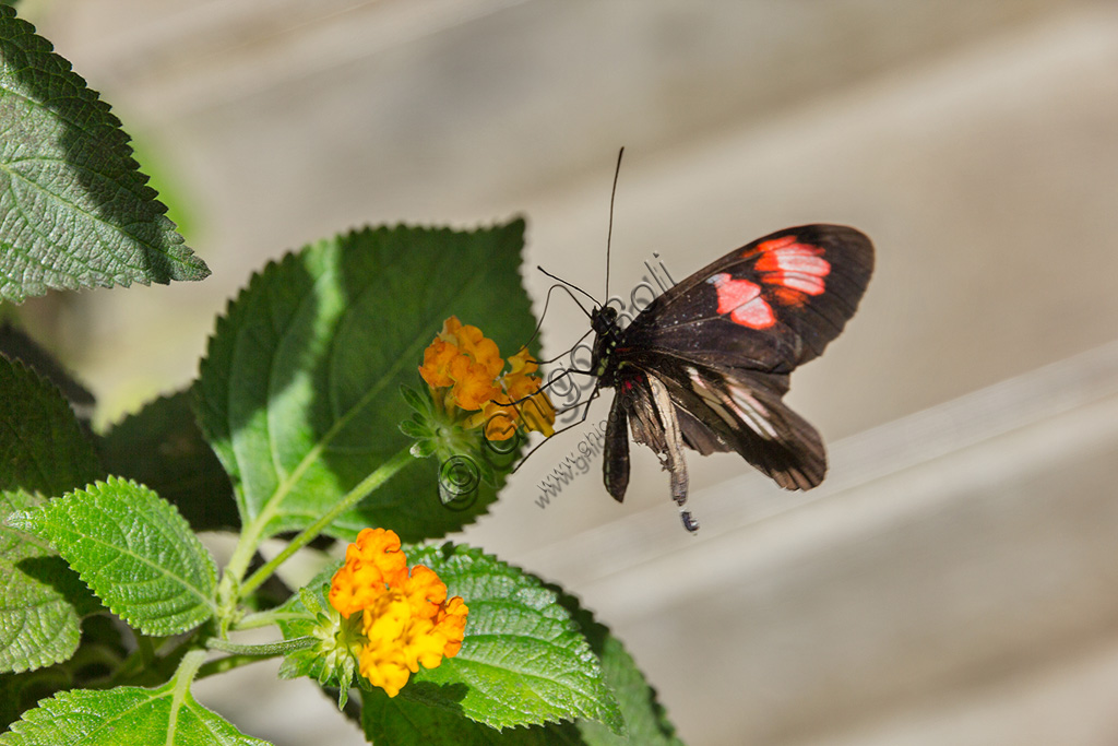 Collodi, Villa Garzoni, the Butterfly House: one butterfly.