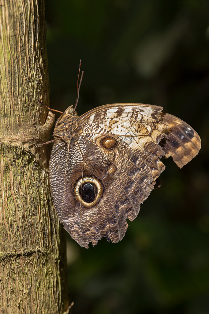 Collodi, Villa Garzoni, the Butterfly House: one butterfly.