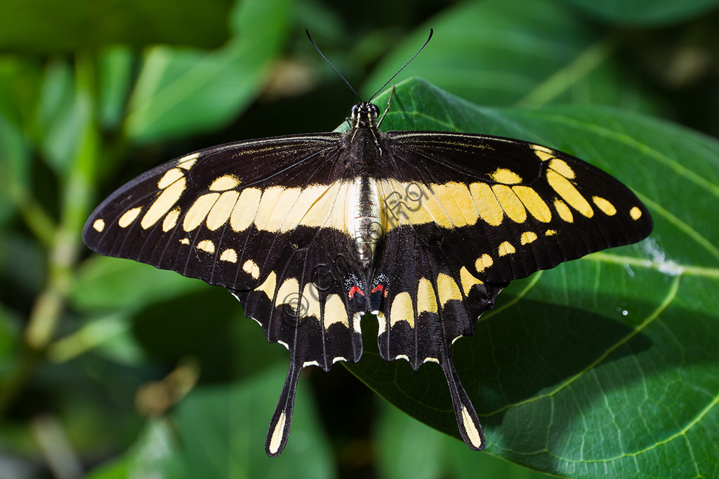 Collodi, Villa Garzoni, the Butterfly House: one butterfly.