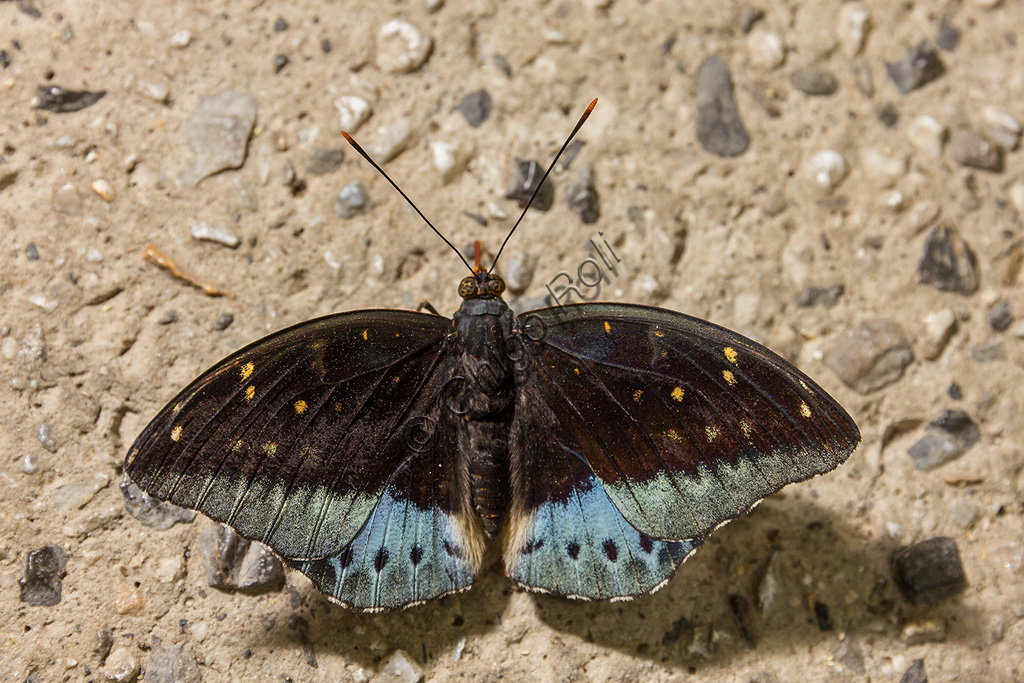 Collodi, Villa Garzoni, the Butterfly House: one butterfly.