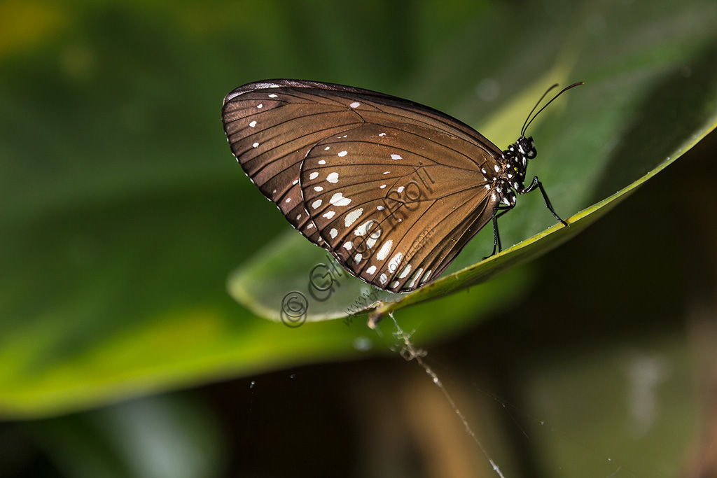 Collodi, Villa Garzoni, the Butterfly House: one butterfly.