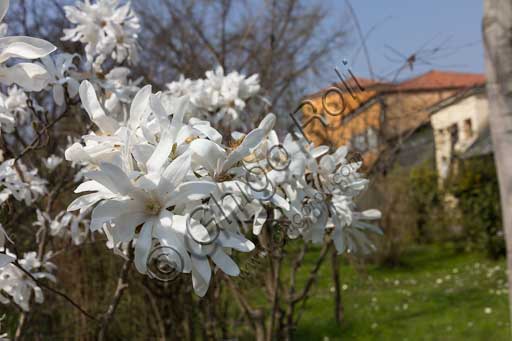 Padova, l'Orto Botanico: particolare del giardino con pianta di Magnolia stellata Maxim in fiore.