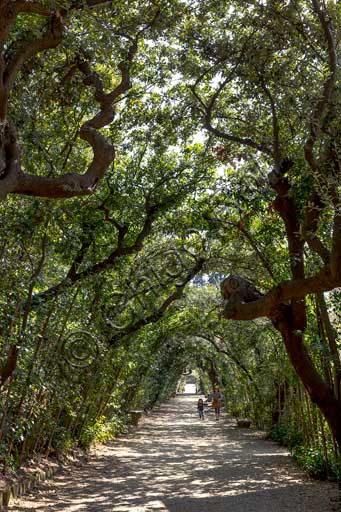   Florence, Boboli Gardens: a tree-lined alley.