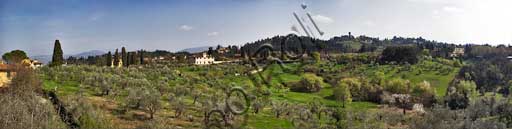Firenze: gli uliveti di Villa San Leonardo, visti dal Giardino del Cavaliere (Giardini di Boboli).
