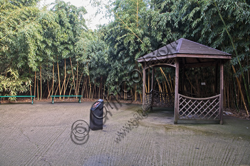 Fontanellato, Labirinto della Masone, di Franco Maria Ricci: un angolo del labirinto con piante di bambù.