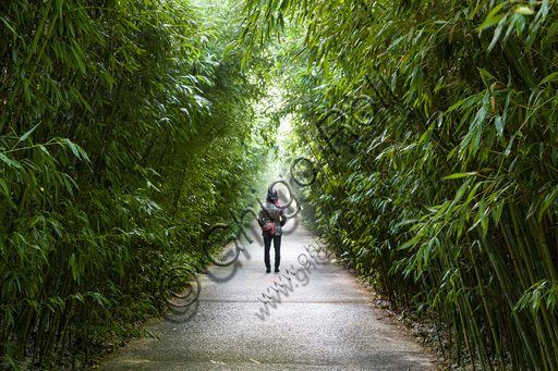 Fontanellato, Labirinto della Masone, by Franco Maria Ricci: one of the walkway with bamboo plants.