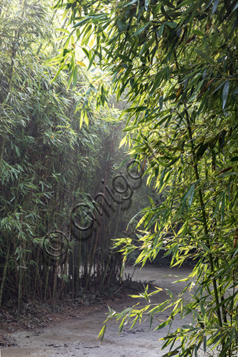 Fontanellato, Labirinto della Masone, by Franco Maria Ricci: one of the walkway with bamboo plants.