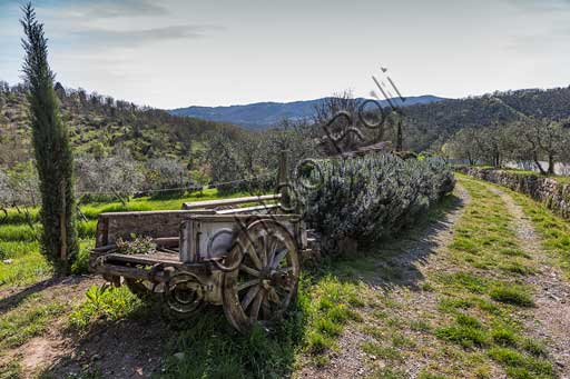 Gaiole in Chianti, Castello di Ama:  veduta della campagna circostante con ulivi, carretto e rosmarino.
