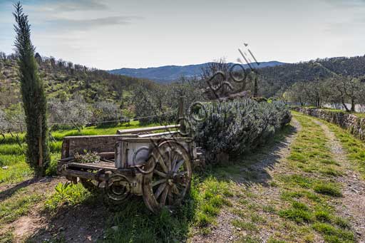 Gaiole in Chianti, Castello di Ama:  veduta della campagna circostante con ulivi, carretto e rosmarino.