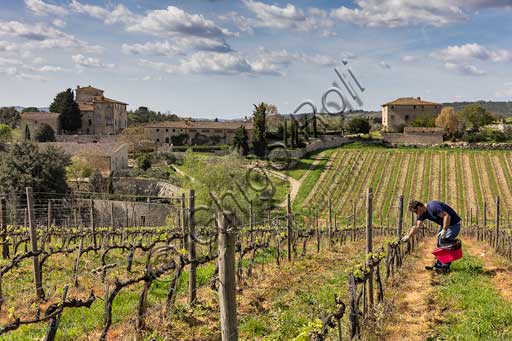 Gaiole in Chianti, Castello di Brolio, Azienda Ricasoli: veduta sulla campagna (ulivi, vigneti e cipressi), sul Podere Torricella. Viticoltore che si dedica alla lotta biologica ai parassiti.