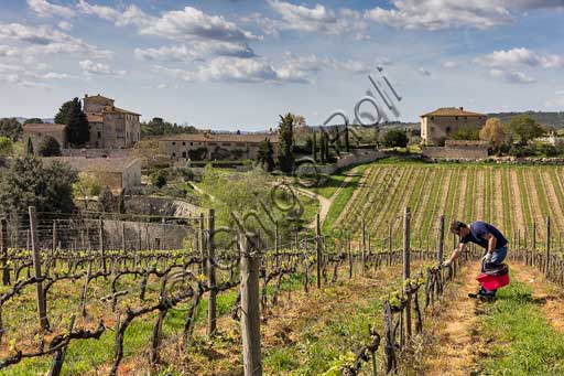  Gaiole in Chianti, Brolio Castle, Azienda Ricasoli (Wine making Company):  view on the countryside (olive trees, cypresses, vineyards) and Torricella farmhouse. Winegrower working for the biological pest control.