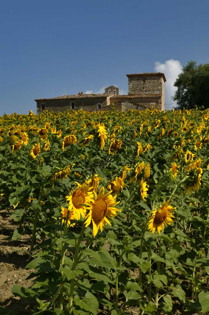 Sunflowers near the Simigni Castle.