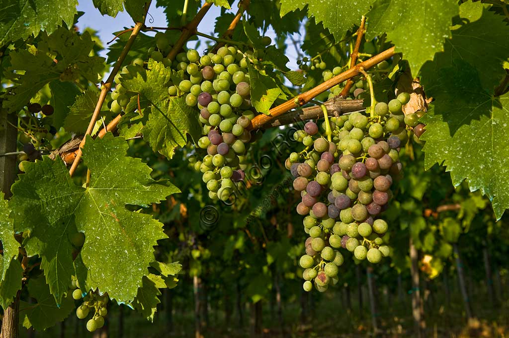 Grapes of the Sagrantino wine of Montefalco.