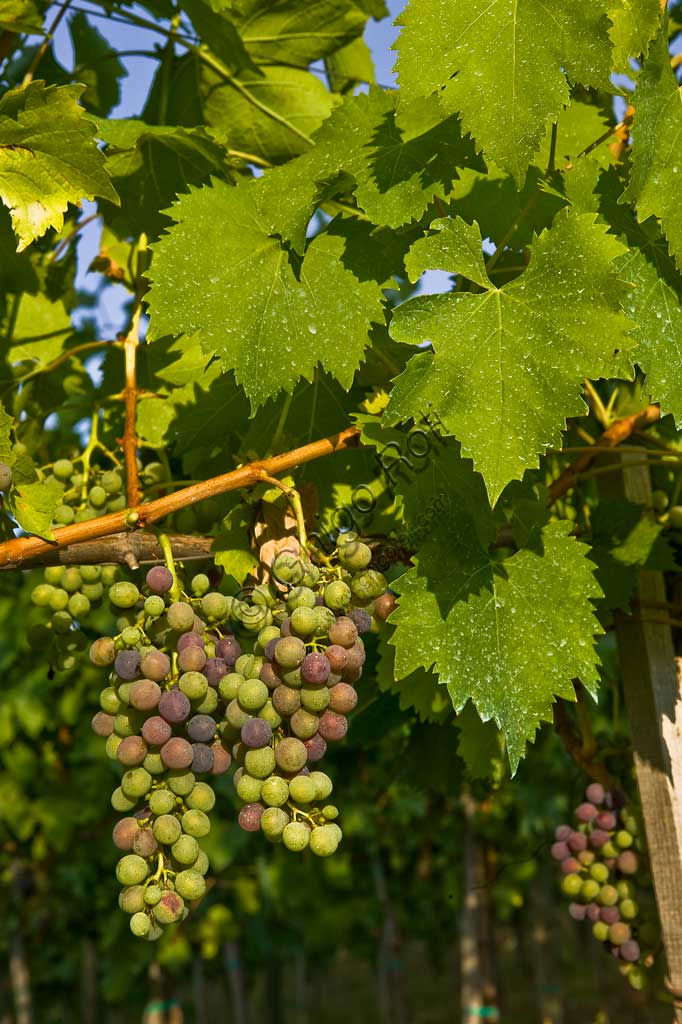 Grapes of the Sagrantino wine of Montefalco.