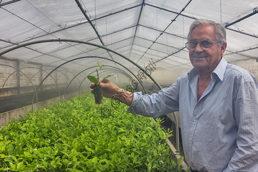 Hesperidarium, The Garden of Citrus Plants Oscar Tintori: Giorgio Tintori shows the little plants that are growing from the grafts created one month before.