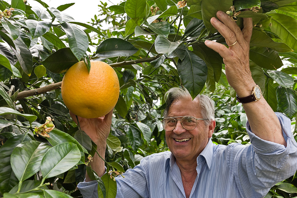 Hesperidarium, Il Giardino degli Agrumi Oscar Tintori: Giorgio Tintori tra le sue piante di limoni ornamentali.