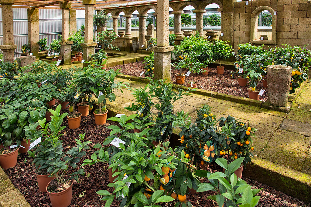Hesperidarium, Il Giardino degli Agrumi Oscar Tintori: la serra con le piante in vendita.