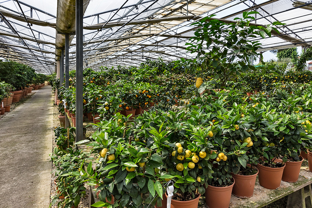 Hesperidarium, Il Giardino degli Agrumi Oscar Tintori: la serra con le piante in vendita.