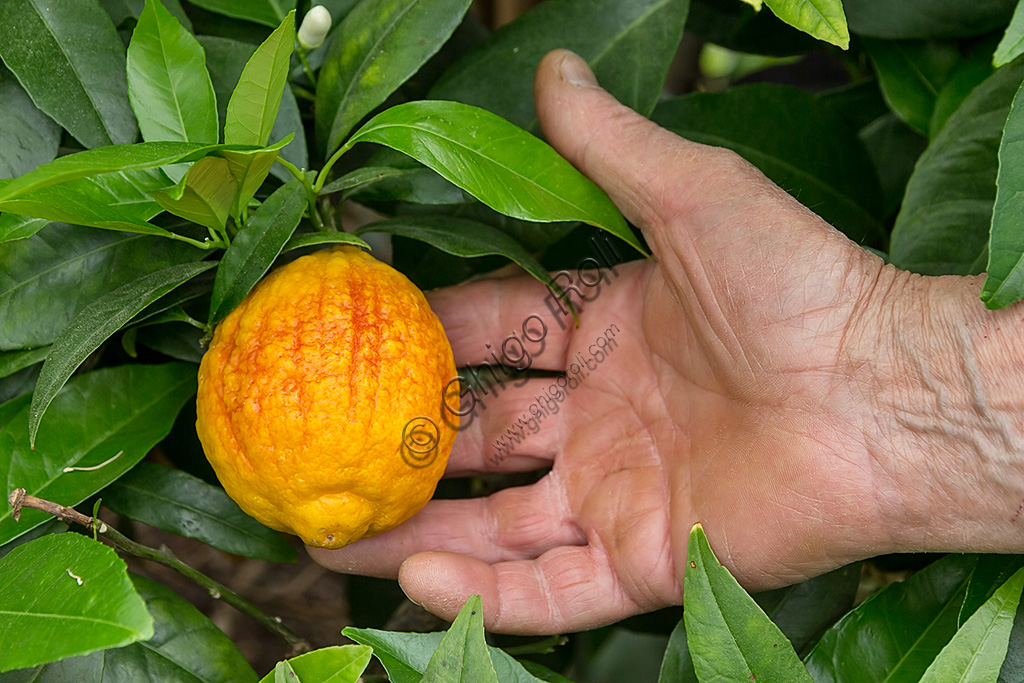 Hesperidarium, Il Giardino degli Agrumi Oscar Tintori: una varietà di limone ornamentale e i suoi frutti.