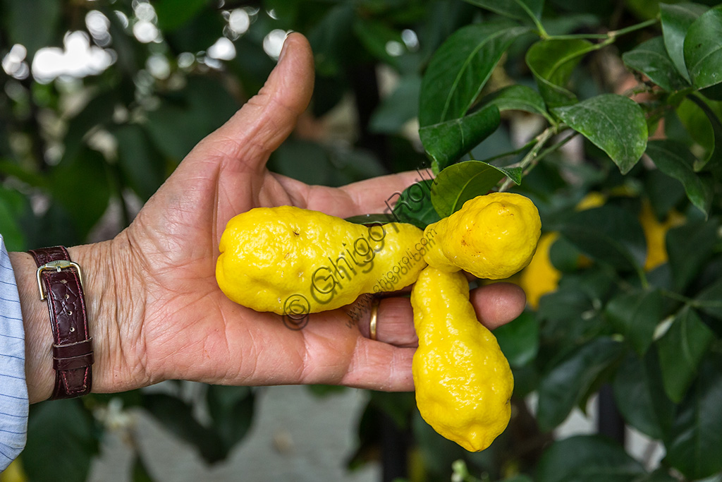 Hesperidarium, Il Giardino degli Agrumi Oscar Tintori: una varietà di limone ornamentale e i suoi frutti.