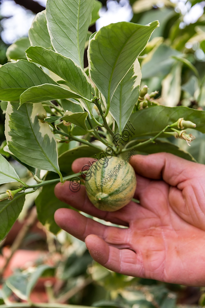 Hesperidarium, Il Giardino degli Agrumi Oscar Tintori: una varietà di limone ornamentale e i suoi frutti.