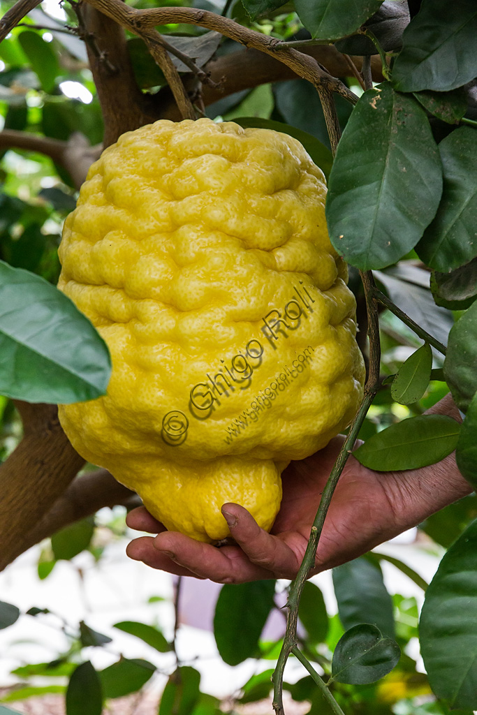 Hesperidarium, Il Giardino degli Agrumi Oscar Tintori: una varietà di limone ornamentale e i suoi frutti.