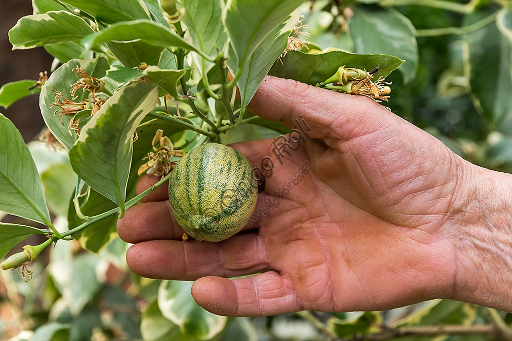 Hesperidarium, The Garden of Citrus Plants Oscar Tintori: one kind of ornamental lemon plant and its fruits.