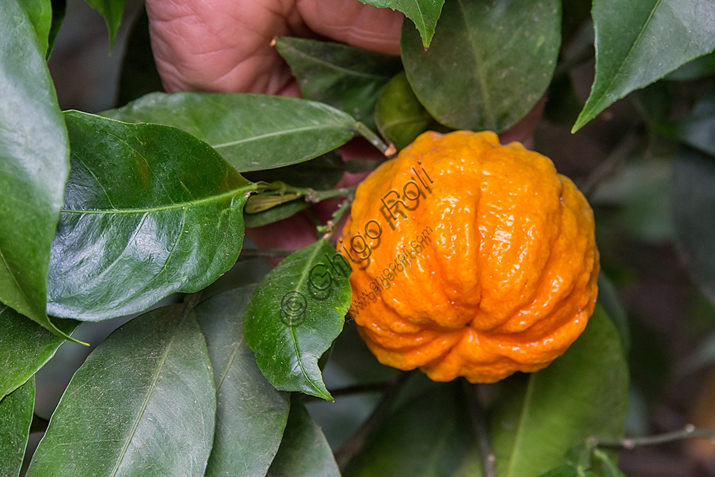 Hesperidarium, Il Giardino degli Agrumi Oscar Tintori,  varietà di agrumi ornamentali: l'arancio virgolaro o arancio svizzero perché la sua buccia ricorda i pantaloni delle guardie svizzere pontificie.