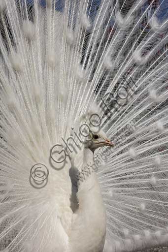   Isola Bella, the Borromeo Palace, the park with the Baroque Italian garden:  white peacock.