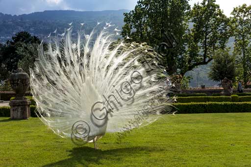   Isola Bella, the Borromeo Palace, the park with the Baroque Italian garden:  white peacock.