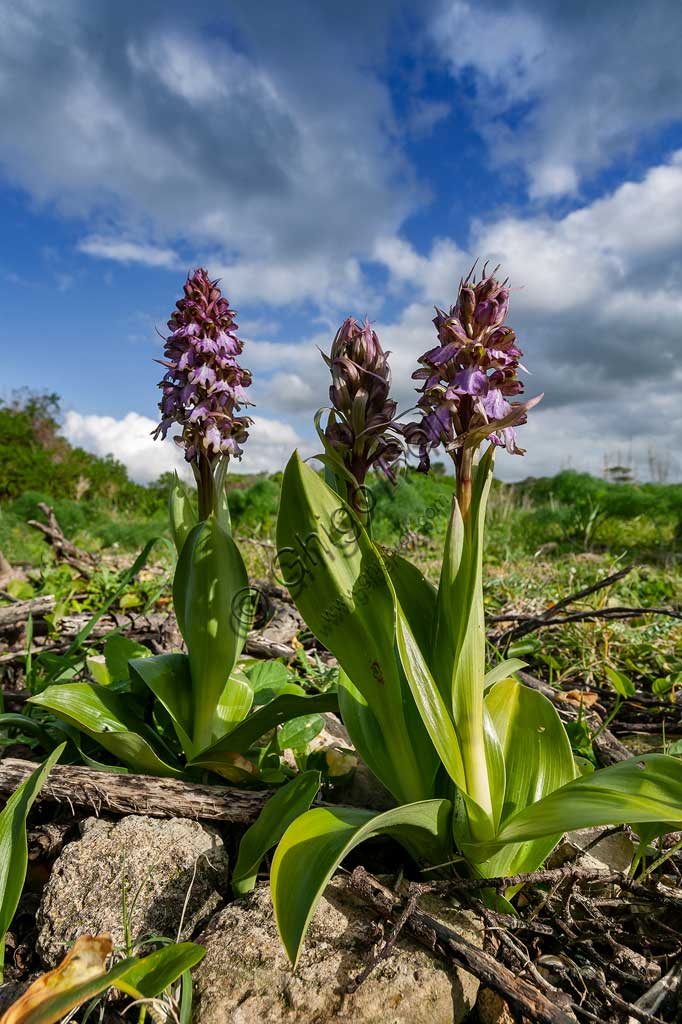 Island of San Pantaleo, Motya: flowering of wild orchids.