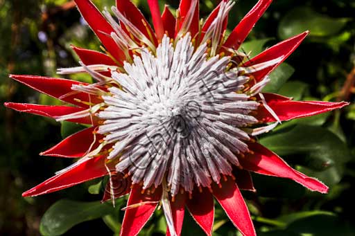   Isola Madre, the botanical garden of the Borromeo Palace, the Protea Terrace: a protea flower.